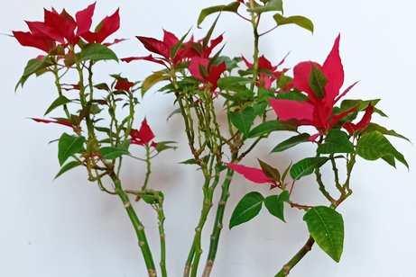 Weihnachtsstern