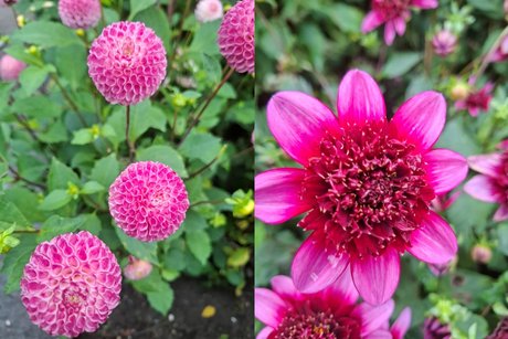 Insel Mainau - Dahlien