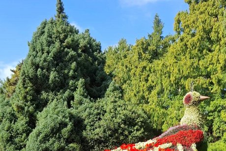 Insel Mainau - die Hauptbepflanzung im Herbst waren 12000 Dahlien. Wunderschön.