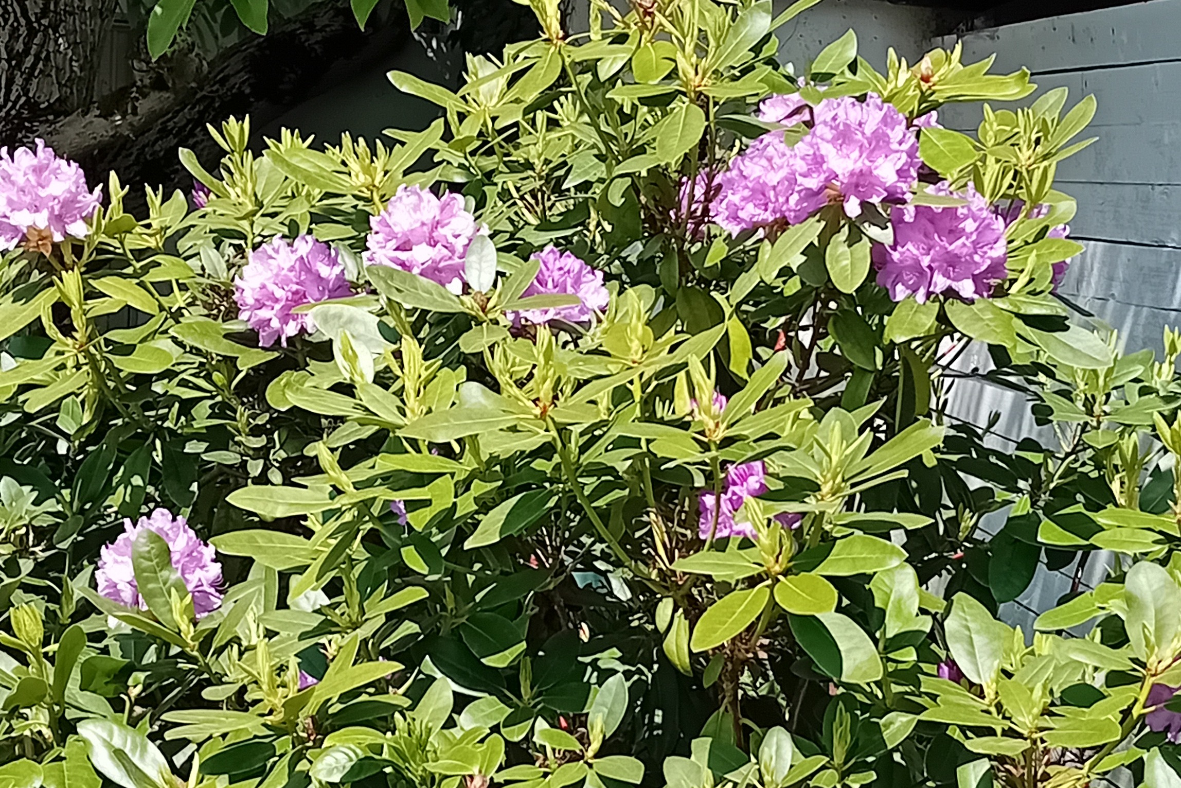 Sommer